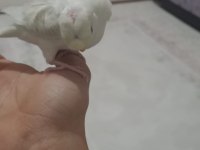 Kendi yavrumuz lacewing Japones muhabbet kuşu