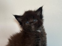 MİNİK DEV KARA PANTER KEDİMİZ IGOR