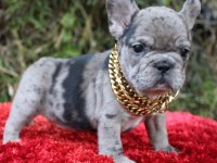 FRENCH BULLDOG YAVRULARI