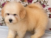 MALTİPOO BİBLO ERKEK
