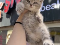 British shorthair Lilac top kafa erkek