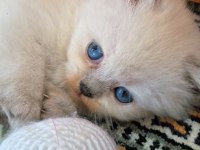 British shorthair kediler