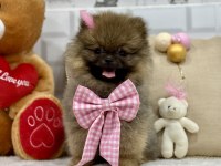 Minik teddy bear ayıcık pomeranian kızımız
