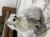 Anne babam çok kaliteli kediler