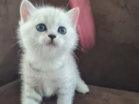 British shorthair silver yavrularımız