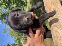Dev panter siyah cane corso canavarlar