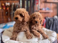 Dev Kampanya Poodle Bebekler