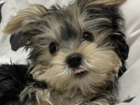 Ailenize neşe katacak mini yorkshire terrier dostlar