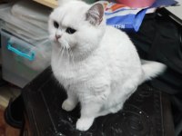 Şecereli genç damızlık british shorthair dişiler