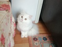 Uzun tüylü kartopu british longhair