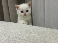 British shorthair beyaz yavru kedimiz