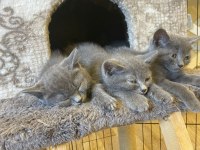British shorthair 2 aylık kedimiz