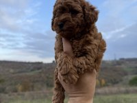 Red brown Kore poodle
