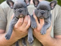 French Bulldog Yavruları