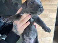 ORJİNAL CANE CORSO BEBEKLER