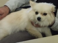 Pomeranian tilkiye yeni ev ve sahip lazım
