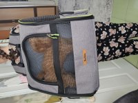 5.5 aylık poodle oğlan
