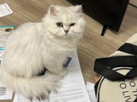 British longhair kedimiz