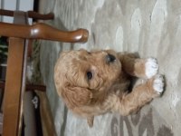 Orjinal Kısa Kuyruk Terrier Köpekler