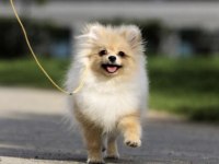Pomeranian Boo Köpeğimiz