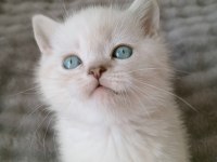 Mavi gözlü blue point british shorthair yavrular