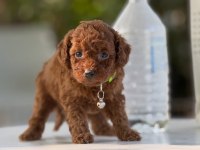 TEACUP KOREA POODLE SAGLIK VE KG GARANTİLİ WC EGİTİMLİ