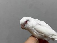 FORPUS YAVRU PAPAĞANLARIMIZ GÖNDERİM SAĞLANIR
