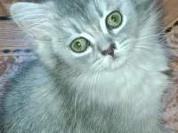 BRİTİSH LONGHAİR SİLVER MÜKEMMEL GENE SAHİPLER