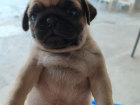 Pug Sevimliler