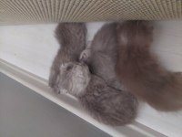 Yedi yavrulu 5 yavrulu anne dahil verilecektir scottish fold