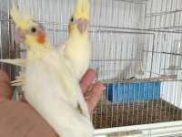 EV ÜRETİMİ YEME DÜŞEN SULTAN PAPAĞANI BEBEKLER