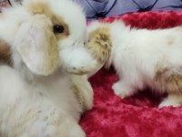 Orjinal Hollanda teddy lop yavru tavşanlar