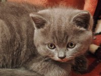British Longhair Yavrular