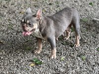 A Kalite Lilactan French Bulldog Dişi