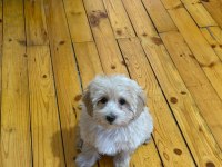 5 aylık maltipoo