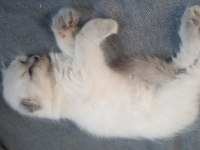 Scottish fold longhair erkek