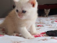 British shorthair kediler