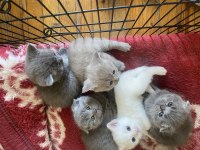 Yavru scottish fold sahiplendirme
