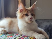 Dernek Kayıtlı Eksiksiz Safkan Şecereli Maine Coon