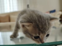 4 adet erkek yavru scottish fold