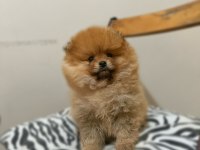 Tea cup pomeranian boo