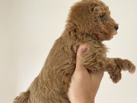 Poodle Yavrularımız (Dişi ve Erkek)