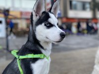 4 Aylık Dişi Sibirya Kurdu