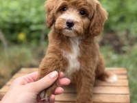 PARTY COLOUR MALTİPOO ÖZEL RENK
