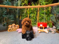 Kore Kan Toy Poodle Oğlumuz Simba
