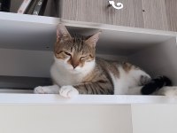 KEDİMİZ KADER YENİ KADERİNİ ARIYOR DİŞİ