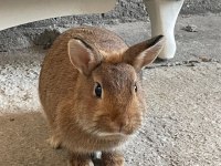 LOP CÜCE TAVŞAN