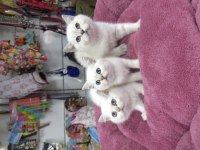 Minik beyaz güzeli british shorthair