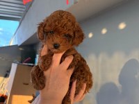 2 Dişi Ve 1 Erkek Toy Poodle Yavrular