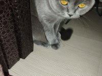 British shorthair kızımıza eş arıyoruz